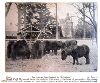 Shetland ponny's bij Hillenraad, De Prins der geïllustreerde bladen, 26 januari 1929