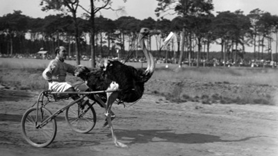Struisvogelrennen in de Hillenrader Bossen, 1933