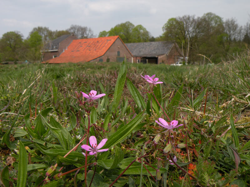 Foto © Loe Giesen, Reuver.