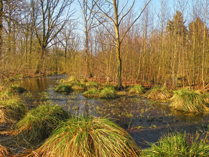 Verlande rivierarm, linkeroever. © Loe Giesen, Reuver