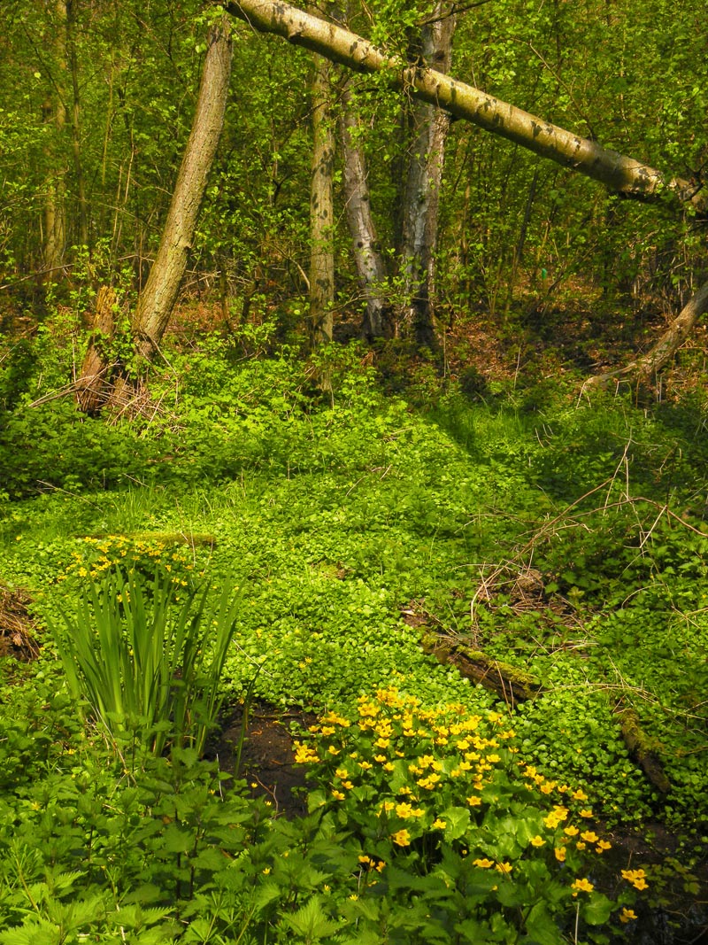 Dotterbloemen in een moerassig stukje langs de Swalm. Foto © Loe Giesen, Reuver.