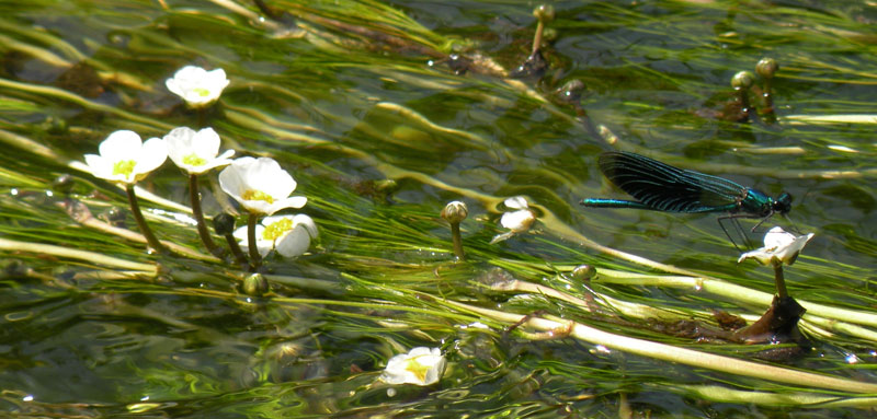 Foto © Loe Giesen, Reuver.