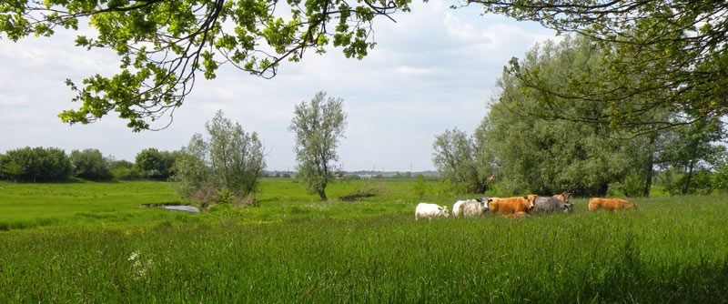 Foto © Loe Giesen, Reuver.