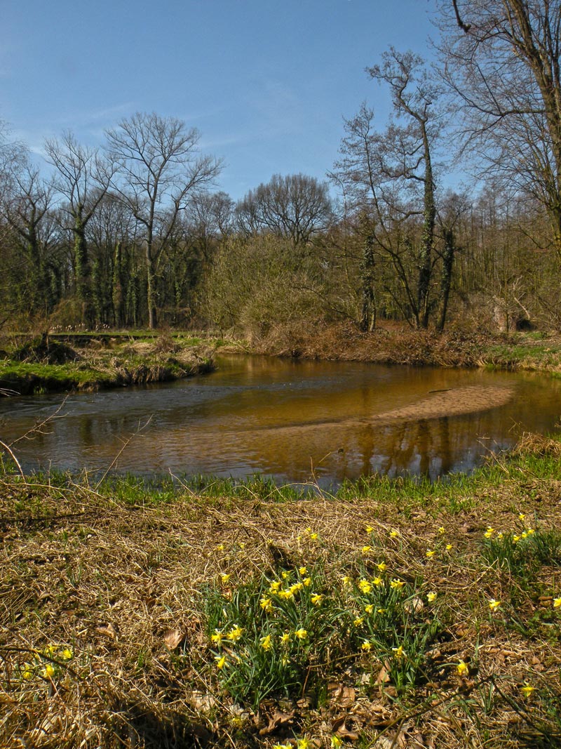 Bloeiende narcissen bij Groenewoud, voorjaar 2011. Foto © Loe Giesen, Reuver.