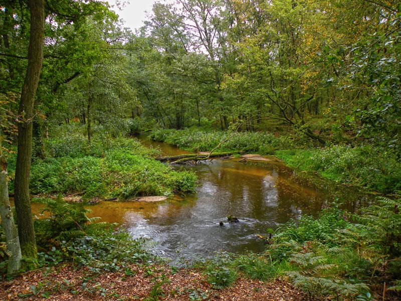 Foto © Loe Giesen, Reuver.