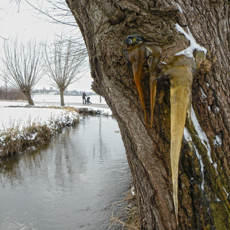 Foto © Loe Giesen, Reuver.