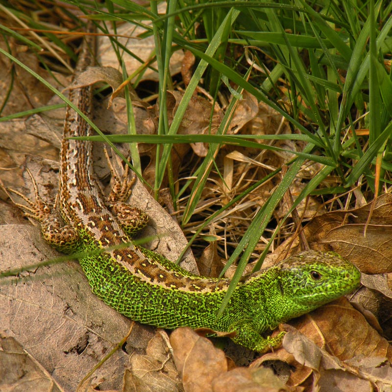 Zandhagedis. Foto © Loe Giesen, Reuver.