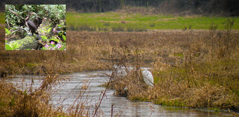 Foto © Loe Giesen, Reuver.
