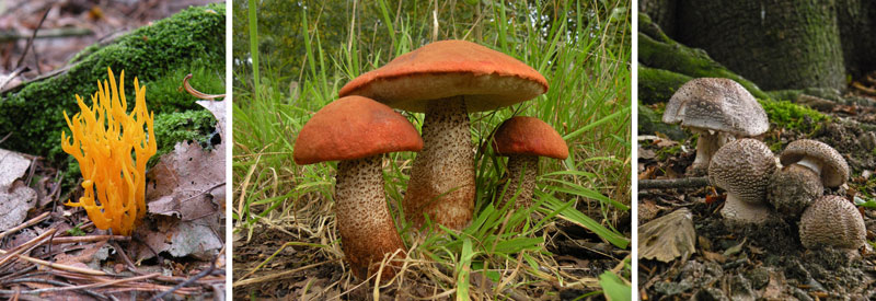 V.n.l.r.: kleverig koraalzwammetje. oranje berkenboleet, panteramaniet. Foto © Loe Giesen, Reuver.