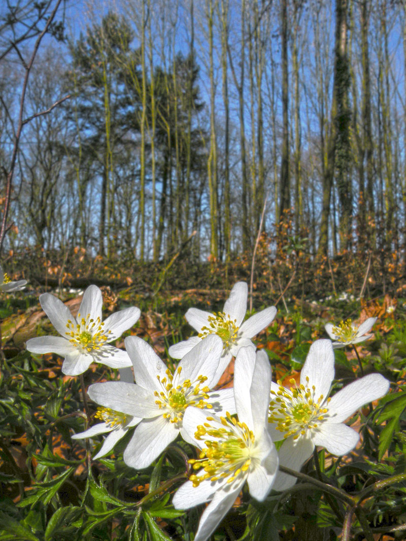 Bosanemonen bij Groenewoud. Foto © Loe Giesen, Reuver.