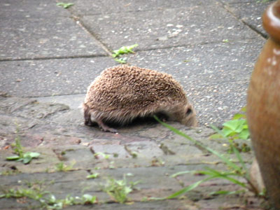 Alweer te snel...