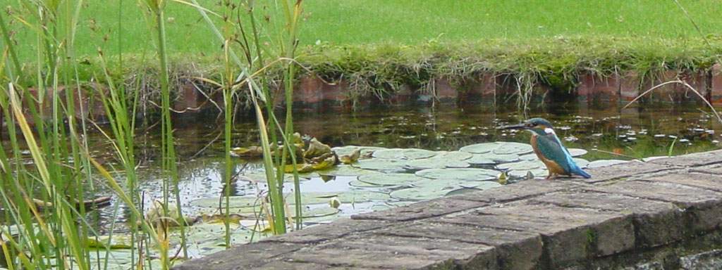 Dit keer bleef de ijsvoegel nét lang genoeg zitten voor een foto.