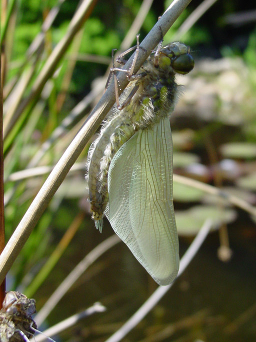 Libelle